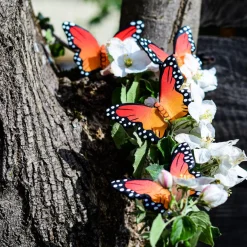 BumbuToys Butterfly New