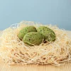 BumbuToys T-Rex Eggs SET Clearance